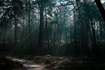 Wandeling door het bos
