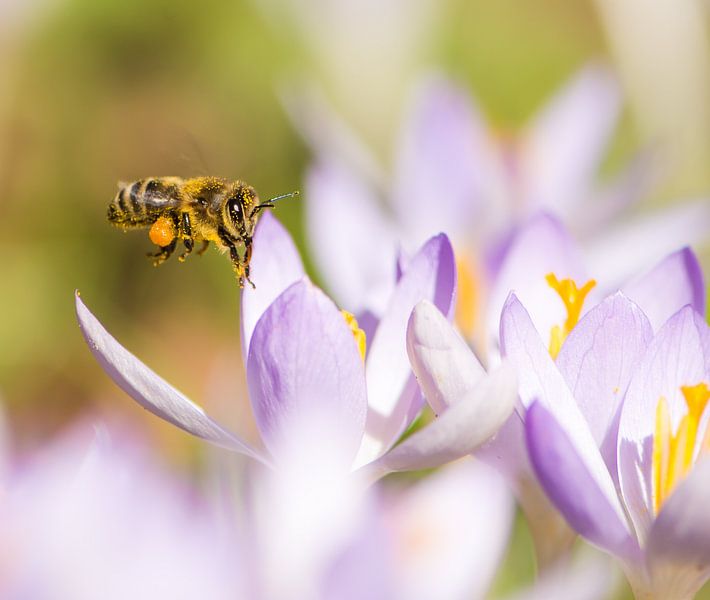 Makrofoto von einem lila Krokus und einer Biene von ManfredFotos