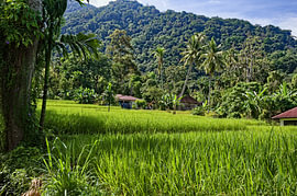 Eine grüne Oase im Herzen Sumatras von Frank Photos
