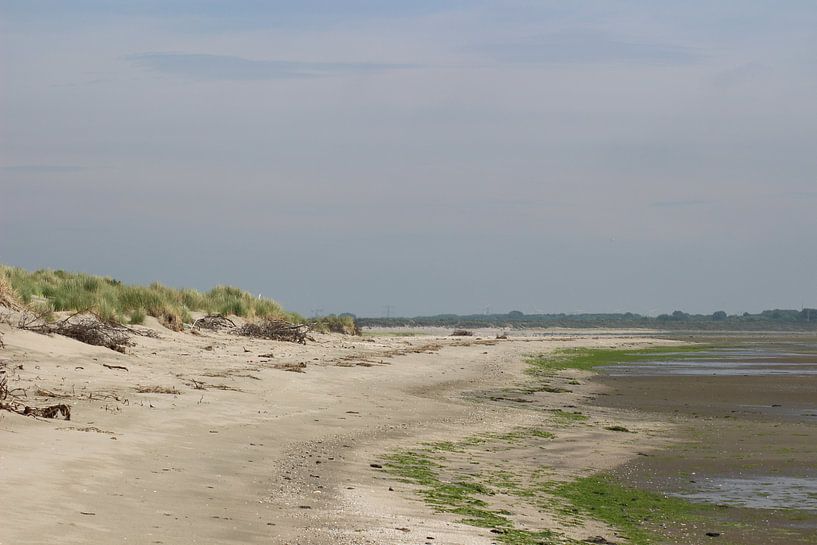 Duinen  by Priscilla Bakker