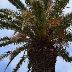 Palmboom op Madeira van Chloe 23