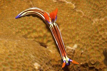 Zeenaaktslak toont zijn prachtige kleuren