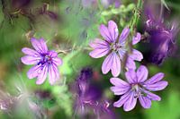 Trio of violets