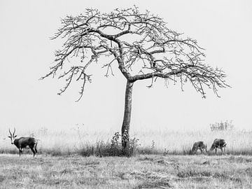 Impalas dans la réserve naturelle de Mlilwane sur Charlotte Dirkse