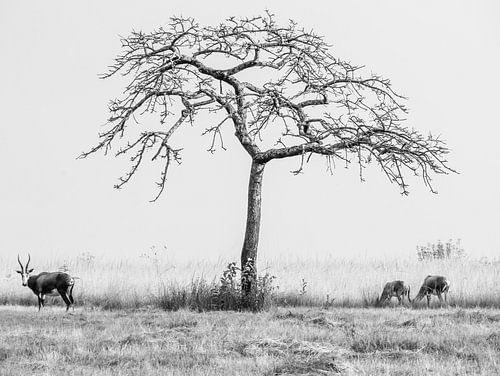 Impala's in Mlilwane Wildlife Sanctuary