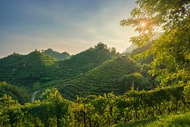 Steep Prosecco hills with vineyards at sunset, Veneto, Italy by Stefano Orazzini