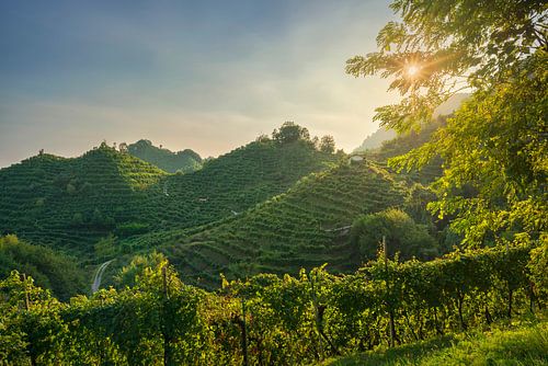 Coteaux escarpés de Prosecco avec vignobles au coucher du soleil, Vénétie, Italie sur Stefano Orazzini