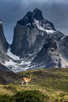 Torres del Paine - Guanaco