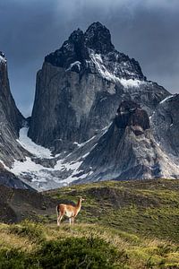 Torres del Paine - Guanaco sur Stefan Schäfer