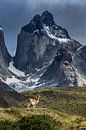 Torres del Paine - Guanako von Stefan Schäfer Miniaturansicht