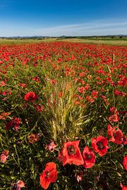 Im Mohnfeld von Denis Feiner