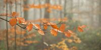 Die letzten Herbstfarben von Annie Keizer Miniaturansicht