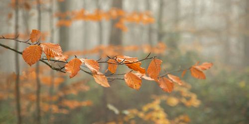 De laatste herfstkleuren