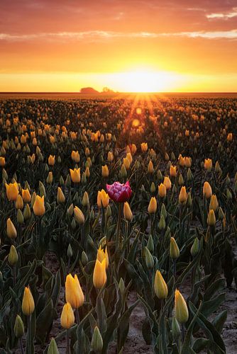 Goudgele zonsopkomst van Willemke de Bruin