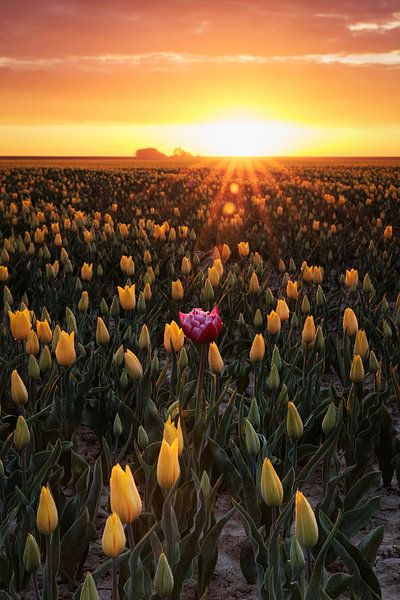 Goudgele zonsopkomst van Willemke de Bruin