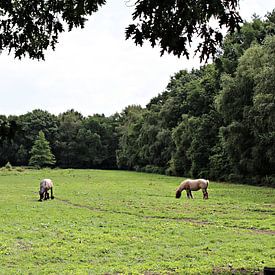 Belgische Paarden in de wei by Alex Hilligehekken