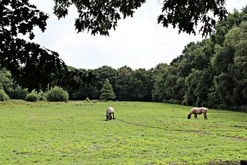 Belgische Paarden in de wei van Alex Hilligehekken