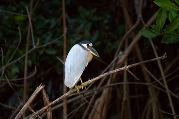 Heron | Bird | Boat- Billed Heron Cochlearius | Mexico | Wildlife by Kimberley Helmendag