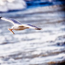 Seagull with Razor clam by Edwin Benschop