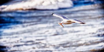Seagull with Razor clam by Edwin Benschop