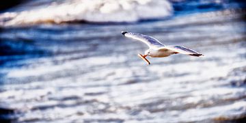 Mouette avec rasoir sur Edwin Benschop