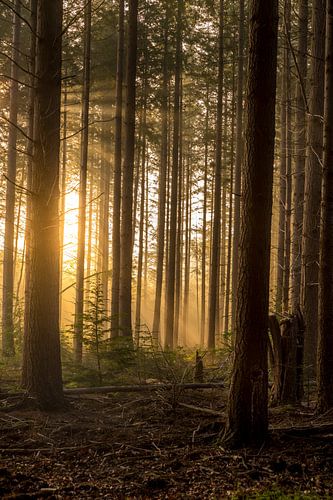Rechte bomen met zon op de achtergrond in het Speulderbos in Ermelo