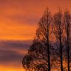 Silhouette d'arbres, lever de soleil sur Nynke Altenburg