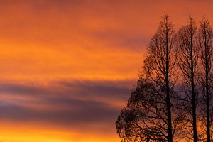 Silhouette trees, sunrise by Nynke Altenburg