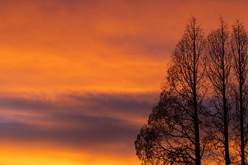 Silhouet bomen, zonsopkomst van Nynke Altenburg