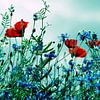 Poppies, cornflowers and chamomiles vintage effect by Tanja Riedel