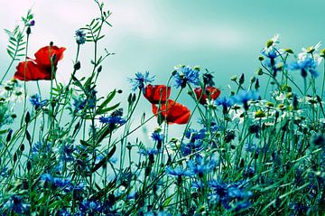 Poppies, cornflowers and chamomiles vintage effect