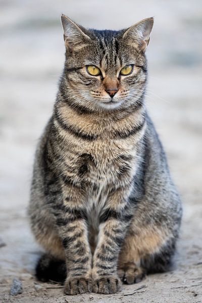 Tijgerkat van VIDEOMUNDUM