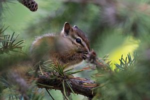 Canadian squirrel