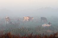 Koeien in mist van Mike K thumbnail
