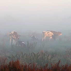 Cows in fog von Mike K