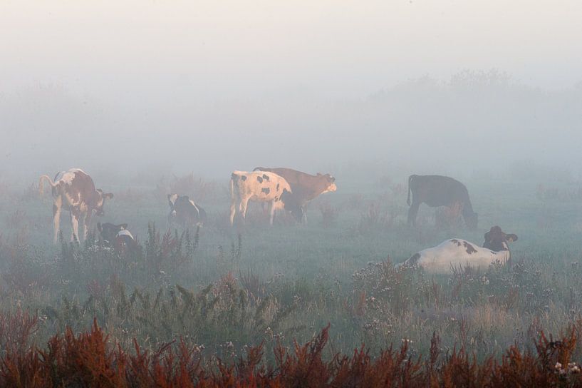 Koeien in mist van Mike K