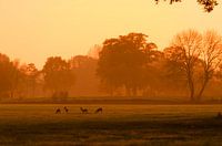 Deer Spotting II