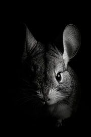 Chinchilla by Poster Art Shop