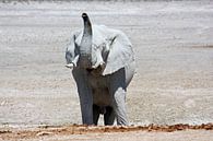 NAMIBIA ... Elephant fun III van Meleah Fotografie thumbnail