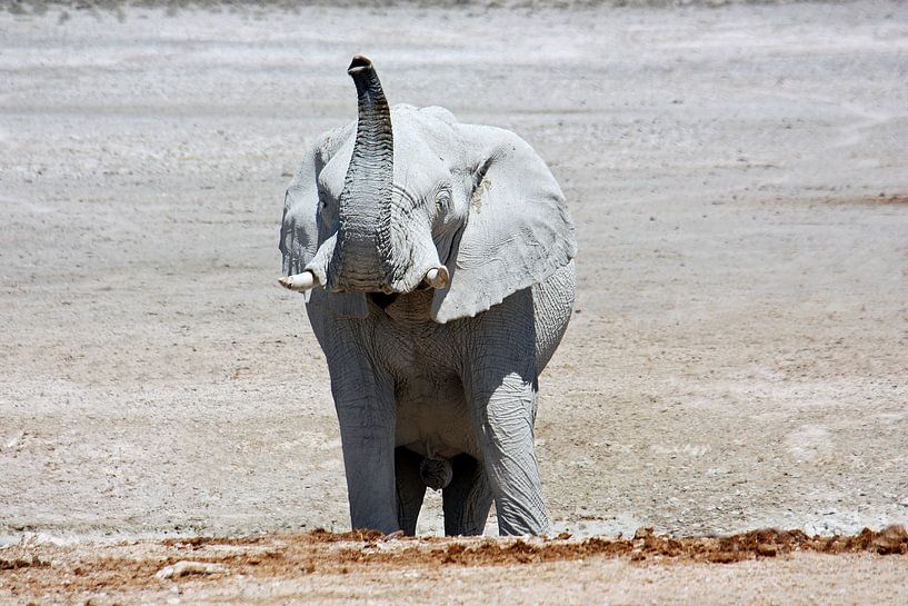 NAMIBIA ... Elephant fun III van Meleah Fotografie