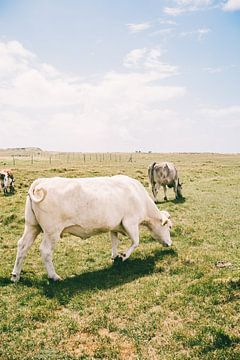 Vache blanche sur Patrycja Polechonska