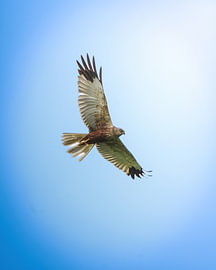 Brauner Weihe von Tom Zwerver