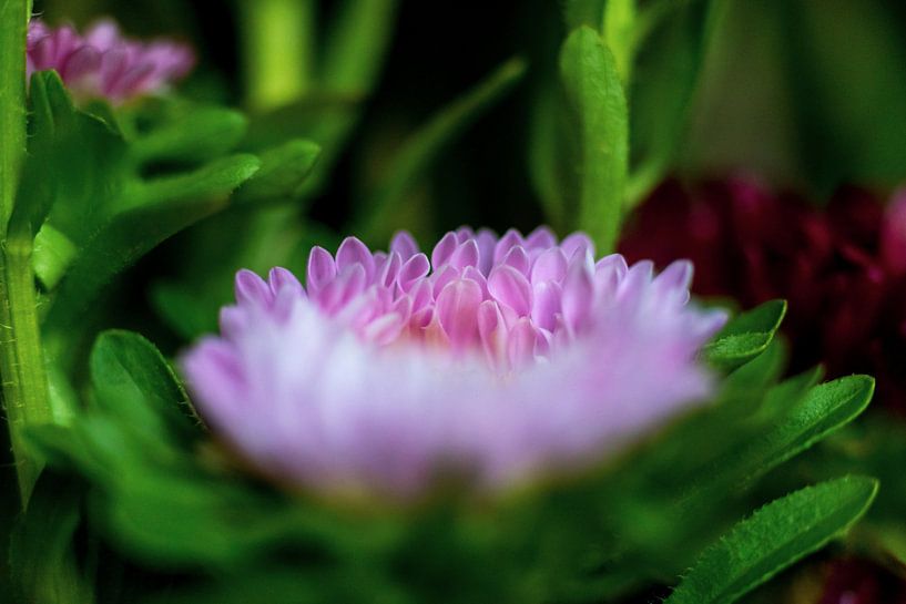 Asters caught in glass by Erwin van Eekhout