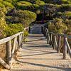 Ein Holzsteg schlängelt sich durch einen mediterranen Pinienwald, Naturschutzgebiet, Pinar De La Almadraba, Pinares De Rota, Rota, Cádiz, Andalusien, Spanien von Fotos by Jan Wehnert