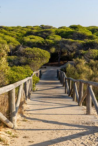 Een houten wandelpad slingert door een mediterraan dennenbos, natuurreservaat, Pinar De La Almadraba, Pinares De Rota, Rota, Cádiz, Andalusië, Spanje