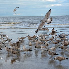 Frei wie ein Vogel von Kris Van den Bossche