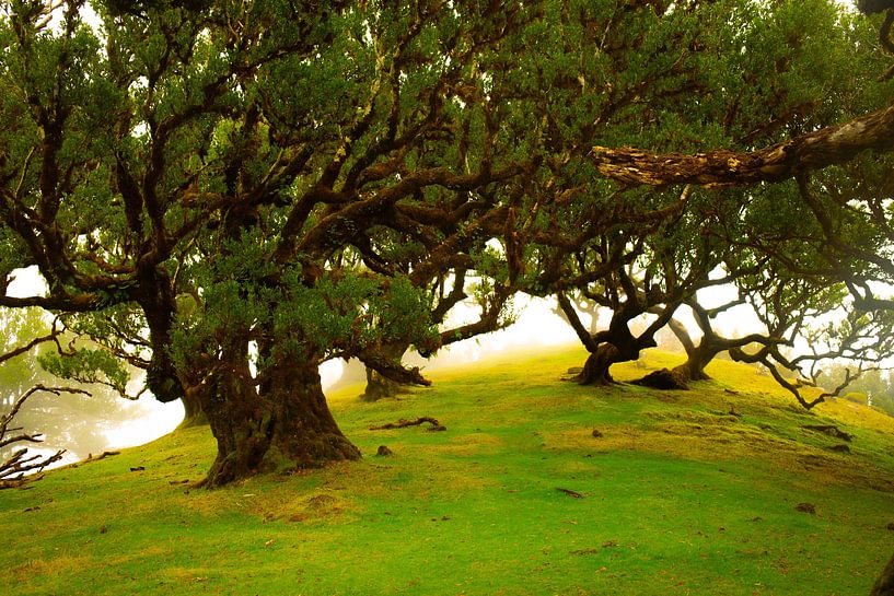 Lumière du soleil à travers les arbres à Madère par jonathan Le Blanc