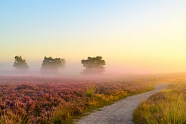 Sunrise over a heather landscape by Sjoerd van der Wal Photography