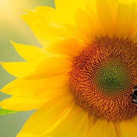 Sonnenblume mit Hummel im Frühlingssonnenlicht von Eline Bouwman