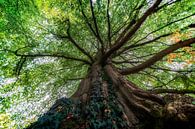 Ein alter brauner Baum mit grünen Blättern von Steven Dijkshoorn Miniaturansicht